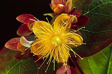 GOG喜加一：《冥河:暗影碎片》限时免费领取